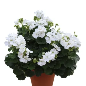 Hardy White Geranium Live Plant – Fragrant Perennial Flower – 5-8 Inch Tall - Image 7