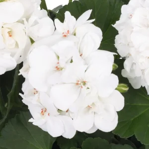 Hardy White Geranium Live Plant - Set of 2, 5-8 Inch Tall, Fragrant Flowers - Image 5