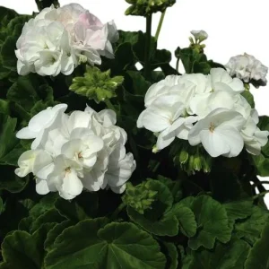 Hardy White Geranium Live Plant - Set of 2, 5-8 Inch Tall, Fragrant Flowers - Image 8