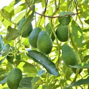 Hass Avocado Live Plant - Cold Hardy, 8-10 Inch Tall, Outdoor Fruit Tree - Image 4