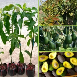 Hass Avocado Tree 3-3.5 Ft Tall - Cold Hardy Live Plant in 3 Gallon Pot - Image 2