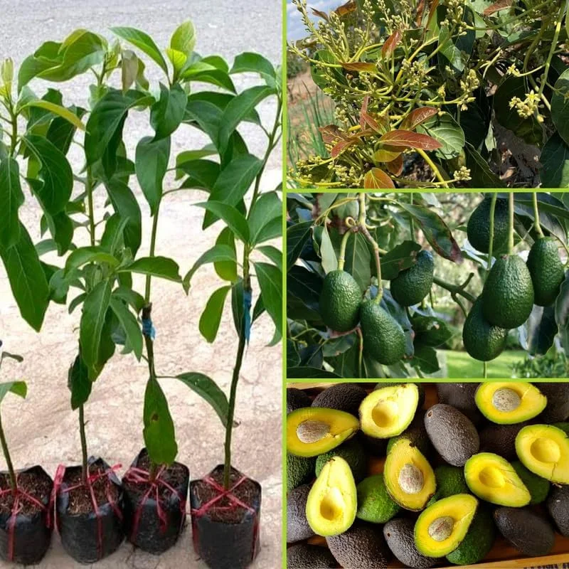 Hass Avocado Tree 3-3.5 Ft Tall - Cold Hardy Live Plant in 3 Gallon Pot - Image 2