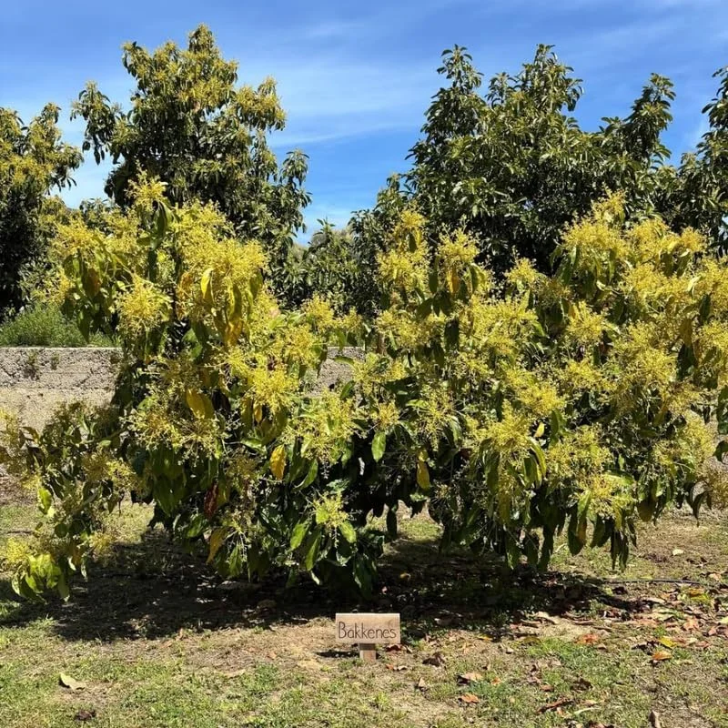 Hass Avocado Tree 3-3.5 Ft Tall - Cold Hardy Live Plant in 3 Gallon Pot - Image 3