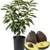 Hass Avocado Tree Live Plant, 3-3.5 Ft Tall, Cold Hardy Seedling, 3 Gallon Pot - Image 1