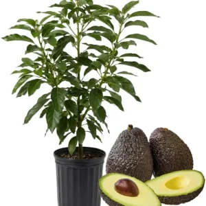 Hass Avocado Tree Live Plant, 3-3.5 Ft Tall, Cold Hardy Seedling, 3 Gallon Pot - Image 3
