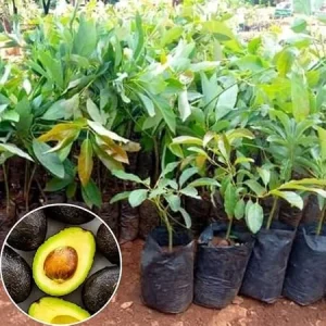 Hass Avocado Tree Live Plant – 4