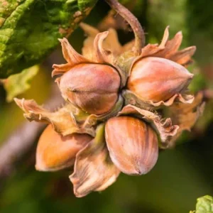 Hazelnut Tree Live Plant, 12-24 Inches Tall, Cold-Hardy Outdoor Nut Tree - Image 7