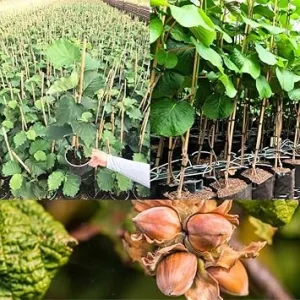 Hazelnut Tree Live Plant, 1.5-2 Feet Tall, Cold Hardy Nut Tree for Outdoor Garden - Image 7