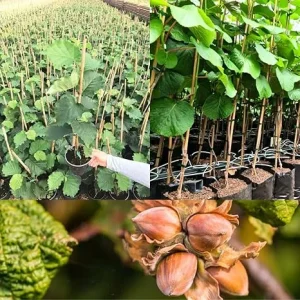Hazelnut Tree Live Plant, 1.5-2 Feet Tall, Cold Hardy Nut Tree for Outdoor Garden - Image 1