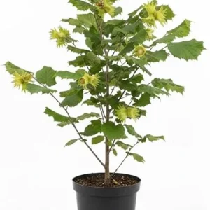 Hazelnut Tree Live Plant, 2 Feet Tall, 1-Year-Old Edible Nut Tree, Outdoor - Image 6