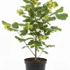 Hazelnut Tree Live Plant, 2 Feet Tall, 1-Year-Old Edible Nut Tree, Outdoor - Image 1