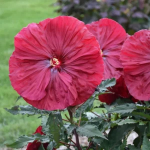 Hibiscus Live Plant - Sunset Color, 8-12 Inch Tall, Perennial for Garden - Image 3