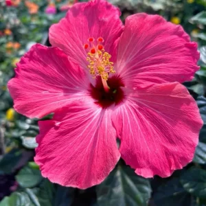 Hibiscus Live Plant - Sunset Color, 8-12 Inch Tall, Perennial for Garden - Image 4