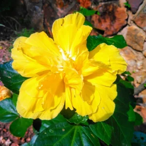 Hibiscus Live Plant - Sunset Color, 8-12 Inch Tall, Perennial for Garden - Image 6
