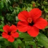 Hibiscus Live Plant - Sunset Color, 8-12 Inch Tall, Perennial for Garden - Image 1