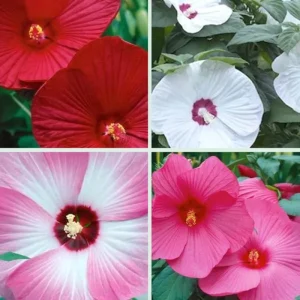 Hibiscus Live Plant - Sunset Color, 8-12 Inch Tall, Perennial for Garden - Image 7