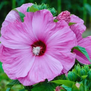 Hibiscus Live Tree Plant, Lady Pink-Red, 5-9 Inch Tall, Outdoor Blooming - Image 2