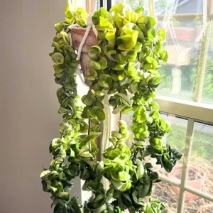 Hindu Rope Plant Hoya Live Starter Plant - 3 Inch Pot - Houseplant - Image 3