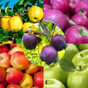 Honeycrisp Apple Tree Live Plant - Bare Root, 3 Feet Tall, Cold Hardy Outdoor Fruit Tree - Image 2