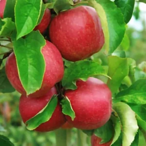 Honeycrisp Apple Tree Live Plant, Bare Root, 3 ft, Outdoor Cold Hardy - Image 3