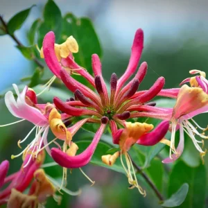 Honeysuckle Live Plant, Fragrant Yellow Vine, Perennial for Outdoor Garden 3-6 Inches - Image 2