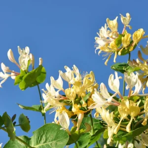 Honeysuckle Live Plant, Fragrant Yellow Vine, Perennial for Outdoor Garden 3-6 Inches - Image 4