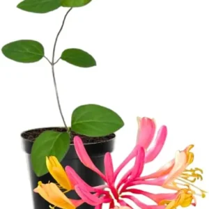 Honeysuckle Vine Live Plant - Lonicera, Fragrant Yellow Blooms, 2.5