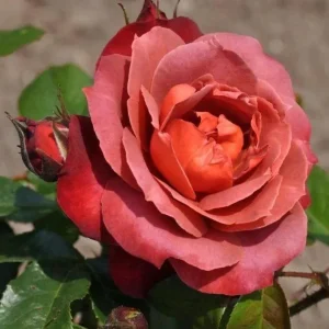 Hot Cocoa Floribunda Rose Plant – Live Bush, Chocolate Orange Blooms, 5-8 Inch Tall - Image 3