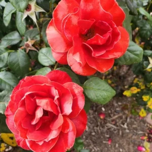 Hot Cocoa Floribunda Rose Plant – Live Bush, Chocolate Orange Blooms, 5-8 Inch Tall - Image 4