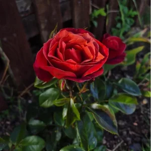 Hot Cocoa Floribunda Rose Plant – Live Bush, Chocolate Orange Blooms, 5-8 Inch Tall - Image 7