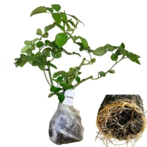 Hot Cocoa Floribunda Rose Plant – Live Bush, Chocolate Orange Blooms, 5-8 Inch Tall - Image 9