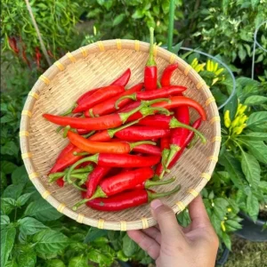 Hot Horn Pepper Seeds for Planting - 25 Seed Pack - Vegetable Seeds - Image 5