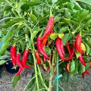 Hot Horn Pepper Seeds for Planting - 25 Seed Pack - Vegetable Seeds - Image 6