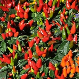 Hot Pepper Live Plant in 4'' Pot - Indoor/Outdoor Vegetable Garden - Image 4