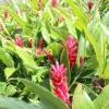 Hot Pink Ginger Live Plant - Ornamental Flowering Ginger, 2 Starter Plants 5-8 Inch Tall - Image 1