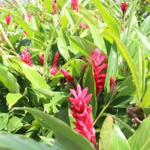 Hot Pink Ginger Live Plant - Ornamental Flowering Ginger, 2 Starter Plants 5-8 Inch Tall - Image 1