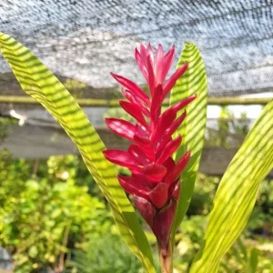 Hot Pink Ginger Live Plant - Ornamental Flowering Ginger, 2 Starter Plants 5-8 Inch Tall - Image 2