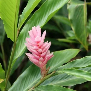 Hot Pink Ginger Live Plant - Ornamental Flowering Ginger, 2 Starter Plants 5-8 Inch Tall - Image 3