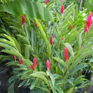 Hot Pink Ginger Live Plant - Ornamental Flowering Ginger, 5-8 Inch Tall - Image 4