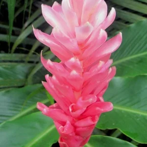 Hot Pink Ginger Live Plant - Ornamental Flowering Ginger, 2 Starter Plants 5-8 Inch Tall - Image 6