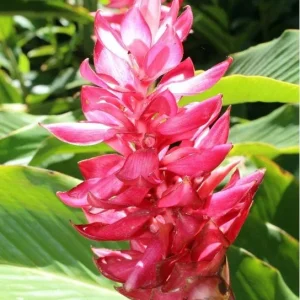 Hot Pink Ginger Live Plant - Ornamental Flowering Ginger, 2 Starter Plants 5-8 Inch Tall - Image 7