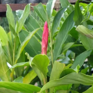 Hot Pink Ginger Live Plant - Ornamental Flowering Ginger, 5-8 Inch Tall - Image 8