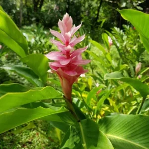Hot Pink Ginger Live Plant - Ornamental Flowering Ginger, 5-8 Inch Tall - Image 1