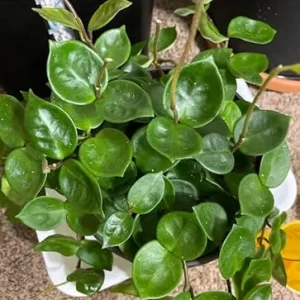 Hoya Carnosa Live Plant - Starter Wax Plant 5 Inch Tall - Indoor Houseplant - Image 6