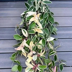 Hoya Carnosa Tricolor Live Plant - 2 Pack, 4-8 Inch Indoor Houseplant - Image 3