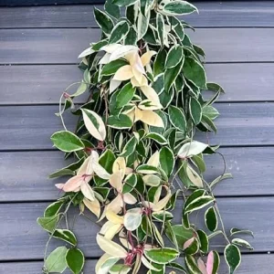 Hoya Carnosa Tricolor Live Plant - 2 Pack, 4-8 Inch Indoor Houseplant - Image 5