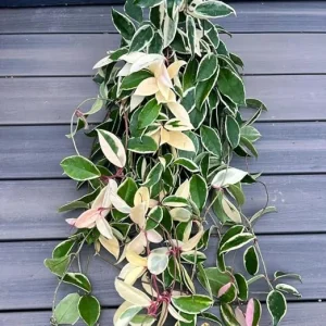 Hoya Carnosa Tricolor Live Plant - 2 Pack, 4-8 Inch Indoor Houseplant - Image 6