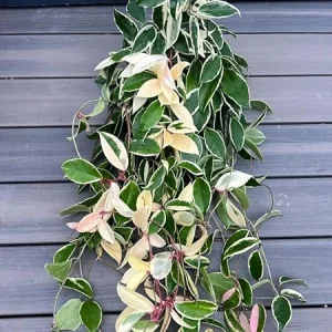 Hoya Carnosa Tricolor Live Plant - 2 Pack, 4-8 Inch Indoor Houseplant - Image 1