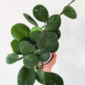 Hoya Kerrii Heart Live Plant – 5 Inches Tall Houseplant – Indoor Decor - Image 2