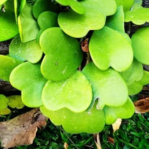Hoya Kerrii Heart Live Plant - Indoor/Outdoor Houseplant - 2-4 Leaves - Image 4